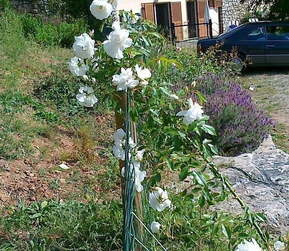 L' Amabile Geko Rio Marina